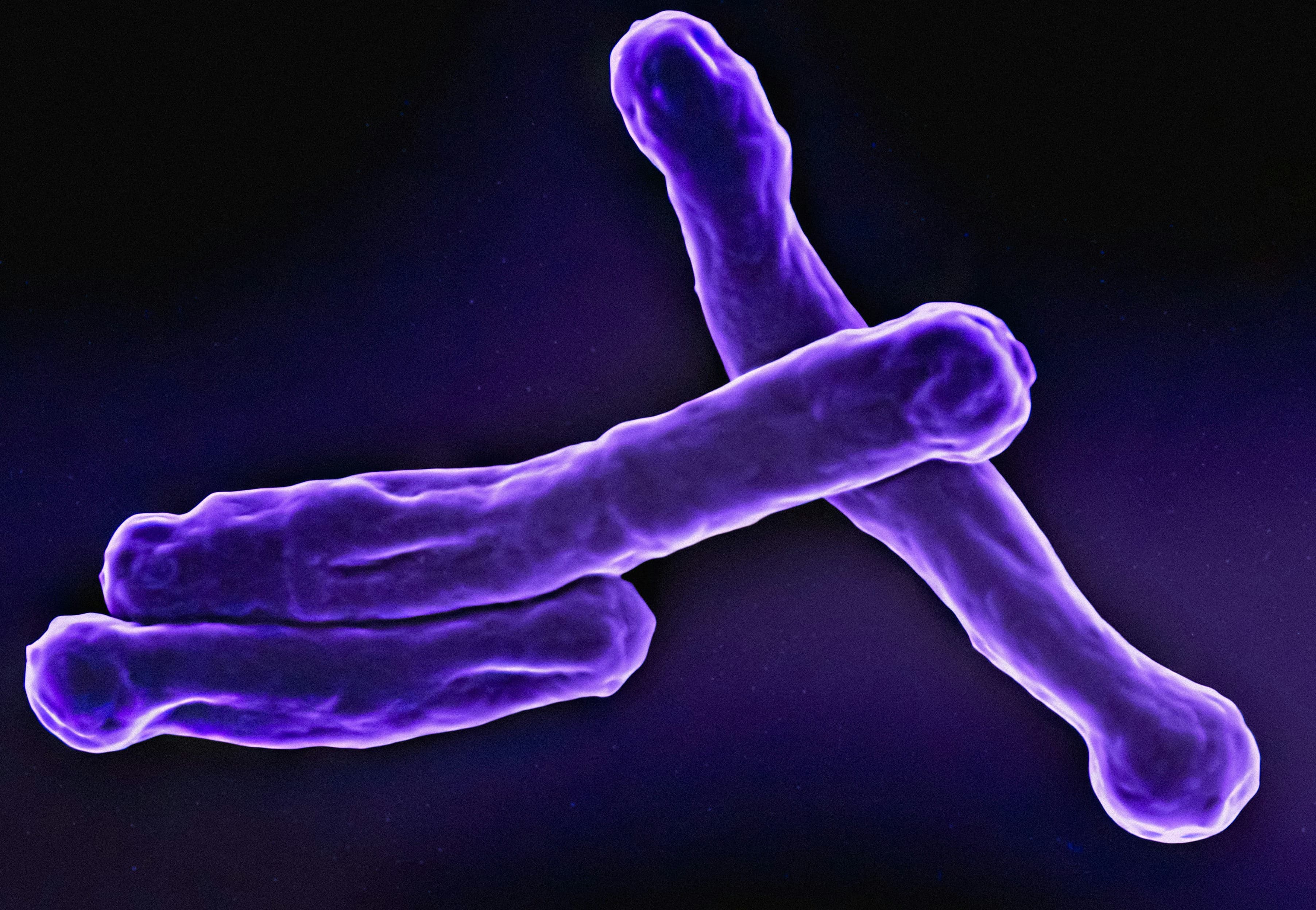 Tuberculosis bacteria